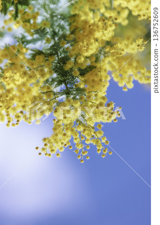 Mimosa branches and large blank space against the blue sky Spring background material Mimosa branches and large blank space against the blue sky Spring background material 136752609
