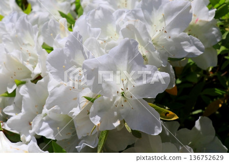 White azalea 136752629