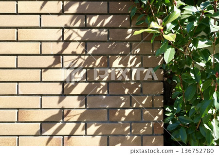 The shadows and silhouettes of leaves cast against the brick wall. The shadows and silhouettes of leaves cast against the brick wall. 136752780