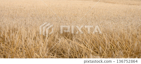 Field of ripe wheat, symbolizing a rich harvest Field of ripe wheat, symbolizing a rich harvest 136752864