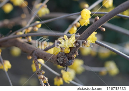 Wax plum (lobby) 136752883