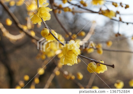 Wax plum (lobby) 136752884