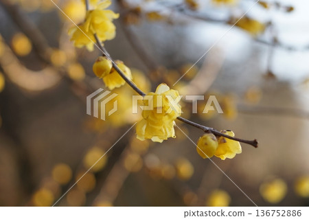 Wax plum (lobby) 136752886