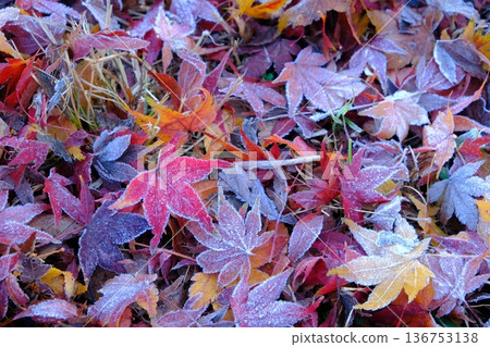 二十四節氣霜凍落葉的圖像素材 136753138