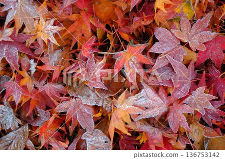 Image material of frost and fallen leaves of the 24 solar terms Image material of frost and fallen leaves of the 24 solar terms 136753142