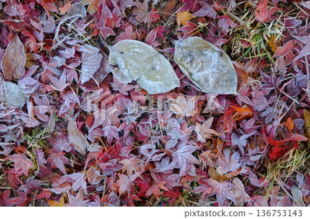 Image material of frost and fallen leaves of the 24 solar terms Image material of frost and fallen leaves of the 24 solar terms 136753143