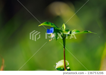 A flower like morning dew that opens in the morning and closes in the daytime 136753206