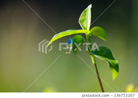 一朵像晨露的花,它在早上開放,在白天關閉 一朵像晨露的花,它在早上開放,在白天關閉 136753207
