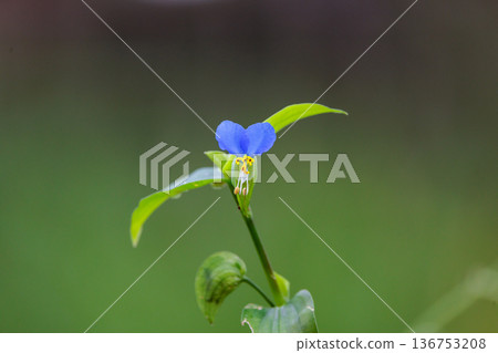 一朵像晨露的花,它在早上開放,在白天關閉 一朵像晨露的花,它在早上開放,在白天關閉 136753208