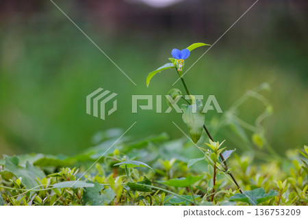 A flower like morning dew that opens in the morning and closes in the daytime 136753209