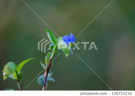 A flower like morning dew that opens in the morning and closes in the daytime A flower like morning dew that opens in the morning and closes in the daytime 136753210