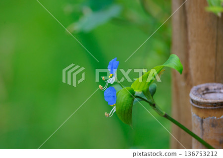 一朵像晨露的花，它在早上開放，在白天關閉 136753212