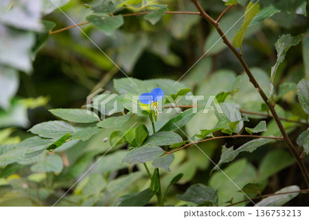 A flower like morning dew that opens in the morning and closes in the daytime 136753213