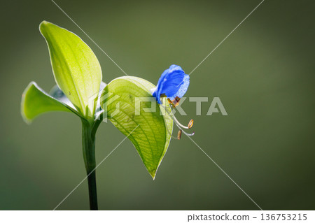 一朵像晨露的花，它在早上開放，在白天關閉 136753215