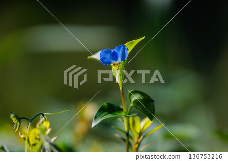 A flower like morning dew that opens in the morning and closes in the daytime 136753216