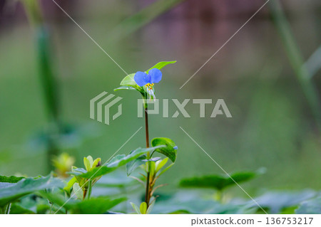 A flower like morning dew that opens in the morning and closes in the daytime A flower like morning dew that opens in the morning and closes in the daytime 136753217