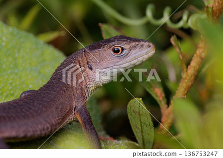 Lizard endemic to Japan Japanese kanaebi 136753247