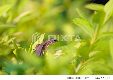 日本特有的蜥蜴 Japanese kanaebi 136753248