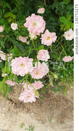 Soft pink spray roses blooming on a garden shrub with green foliage. Multiple small flowers and buds on thin stems in natural outdoor light. Romantic botanical background with layered petals. 136753273
