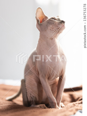 Portrait of sphinx cat on white background 136753278
