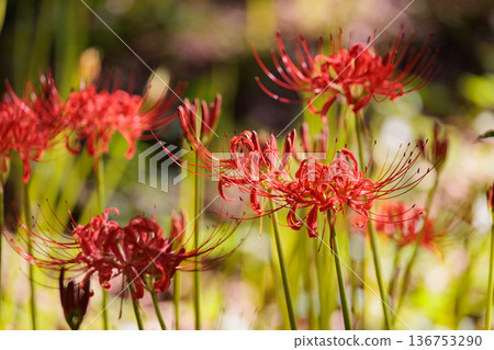 A cluster amaryllis that blooms red flowers to match the autumn equinoctial week 136753290