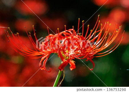 A cluster amaryllis that blooms red flowers to match the autumn equinoctial week 136753298