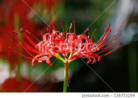 A cluster amaryllis that blooms red flowers to match the autumn equinoctial week A cluster amaryllis that blooms red flowers to match the autumn equinoctial week 136753299