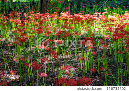 A cluster amaryllis that blooms red flowers to match the autumn equinoctial week 136753302