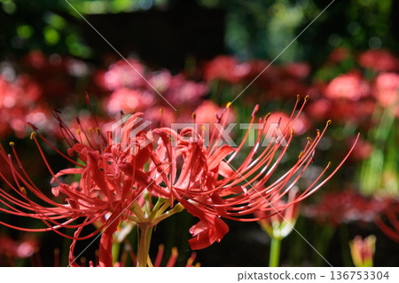 A cluster amaryllis that blooms red flowers to match the autumn equinoctial week A cluster amaryllis that blooms red flowers to match the autumn equinoctial week 136753304