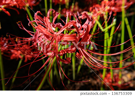 A cluster amaryllis that blooms red flowers to match the autumn equinoctial week A cluster amaryllis that blooms red flowers to match the autumn equinoctial week 136753309