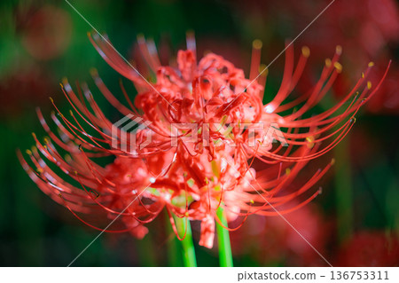 A cluster amaryllis that blooms red flowers to match the autumn equinoctial week 136753311