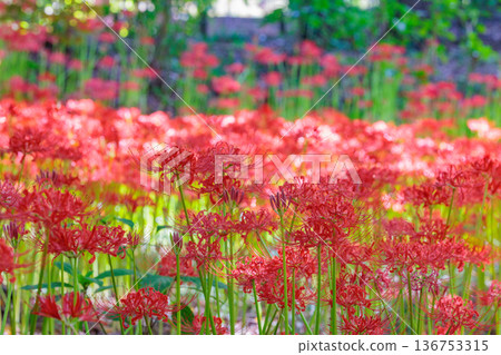 與秋分週相配，綻放紅色花朵的一簇孤挺花 136753315