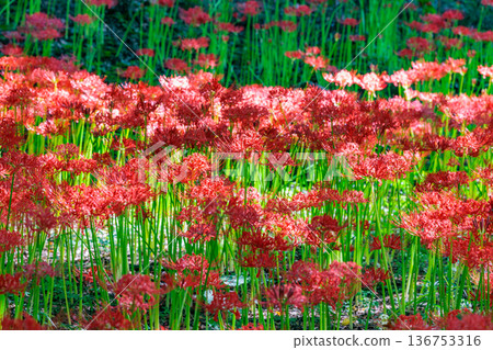 A cluster amaryllis that blooms red flowers to match the autumn equinoctial week A cluster amaryllis that blooms red flowers to match the autumn equinoctial week 136753316