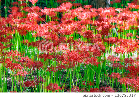 與秋分週相配,綻放紅色花朵的一簇孤挺花 與秋分週相配,綻放紅色花朵的一簇孤挺花 136753317