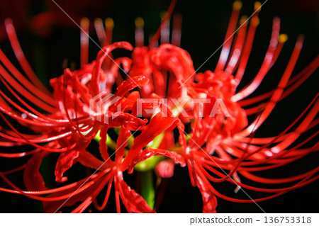 A cluster amaryllis that blooms red flowers to match the autumn equinoctial week A cluster amaryllis that blooms red flowers to match the autumn equinoctial week 136753318