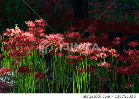A cluster amaryllis that blooms red flowers to match the autumn equinoctial week A cluster amaryllis that blooms red flowers to match the autumn equinoctial week 136753320