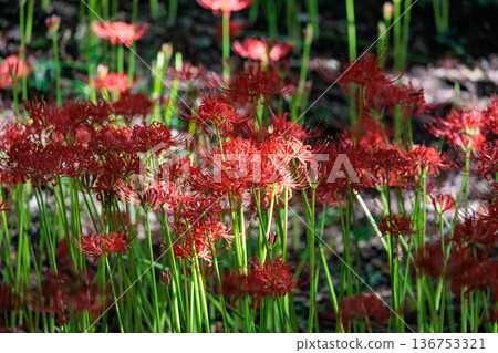 A cluster amaryllis that blooms red flowers to match the autumn equinoctial week A cluster amaryllis that blooms red flowers to match the autumn equinoctial week 136753321