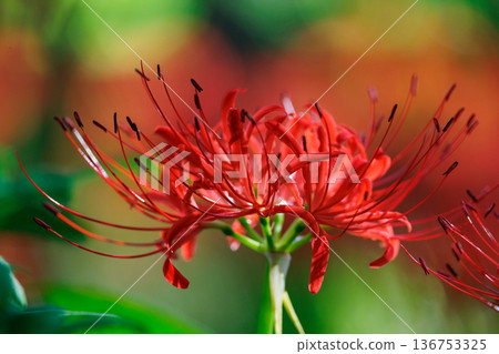 與秋分週相配，綻放紅色花朵的一簇孤挺花 136753325