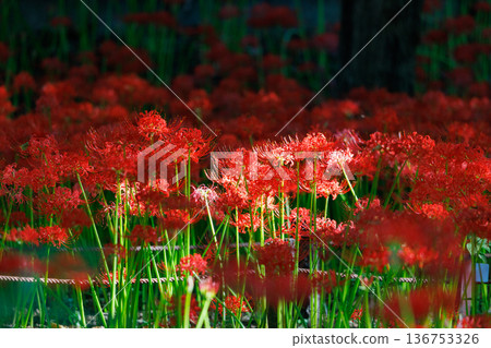與秋分週相配，綻放紅色花朵的一簇孤挺花 136753326
