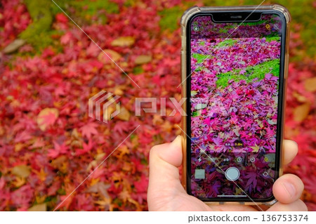 Commemorative smartphone photo of autumn leaves Commemorative smartphone photo of autumn leaves 136753374