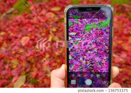 Commemorative smartphone photo of autumn leaves 136753375