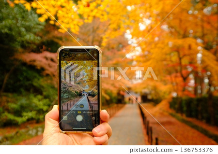 Commemorative smartphone photo of autumn leaves 136753376