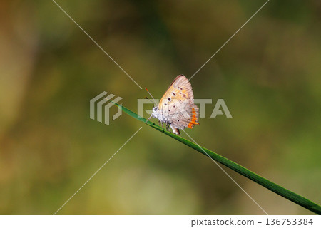 可以在陽光明媚的草地上看到的一種小而美麗的紅棕色蝴蝶。 136753384