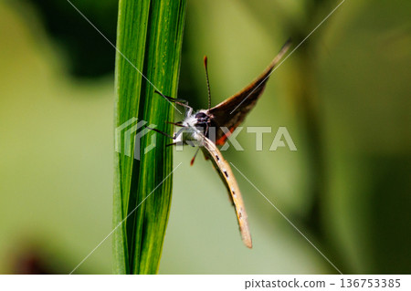 可以在陽光明媚的草地上看到的一種小而美麗的紅棕色蝴蝶。 可以在陽光明媚的草地上看到的一種小而美麗的紅棕色蝴蝶。 136753385