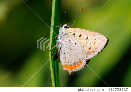 可以在陽光明媚的草地上看到的一種小而美麗的紅棕色蝴蝶。 136753387