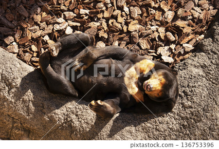 sleeping sun bear sleeping sun bear 136753396
