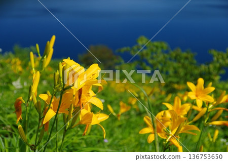 野反湖和萱草花田 136753650