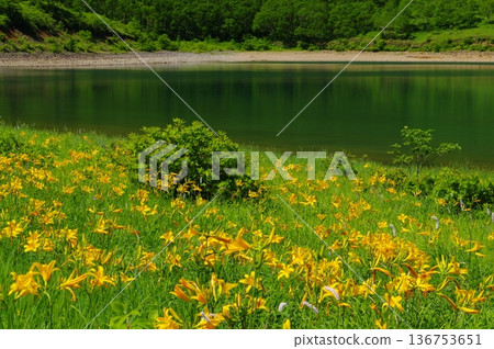 Lake Nozori and the Hemerocallis flower field Lake Nozori and the Hemerocallis flower field 136753651