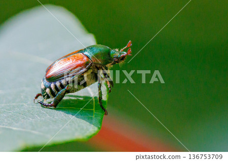 Japanese beetle, a small herbivorous scarab beetle Japanese beetle, a small herbivorous scarab beetle 136753709