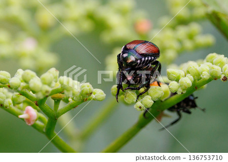 Japanese beetle, a small herbivorous scarab beetle Japanese beetle, a small herbivorous scarab beetle 136753710